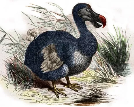 Scientists State They Have Achieved a ‘Key Milestone’ in Resurrecting the Extinct Bird for the Very First Occasion in 300 Years